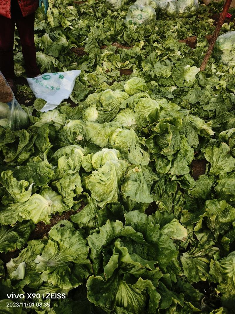 唐山滦南蔬菜基地，暖棚球生菜已大量上市，质量好价格便宜。