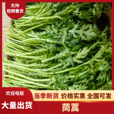 【推荐】精品小叶茼蒿现摘现发货源充足，欢迎来电洽谈