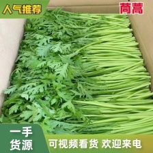 【推荐】精品小叶茼蒿现摘现发货源充足，欢迎来电洽谈