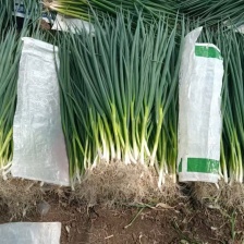 河南平顶山精品四季小葱大量上市产地直发对接全国客商