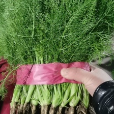 精品扁杆茴香大量供应中，量大质量好，专供各种商超质量三包