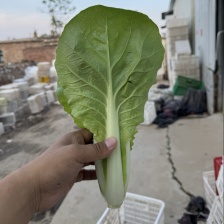 闻喜口福绿叶蔬菜价格随行就市