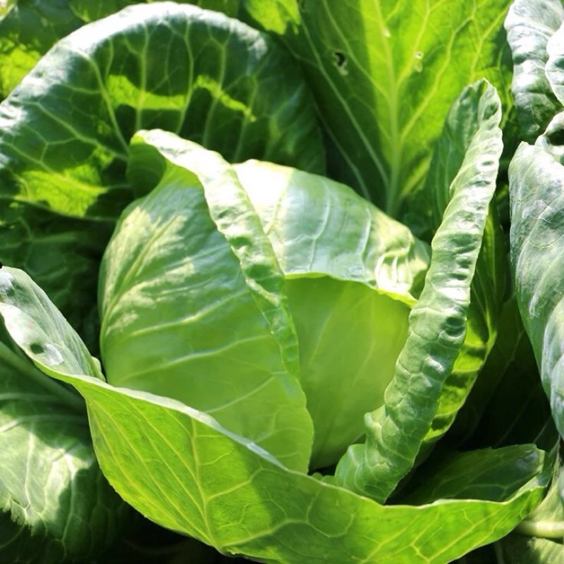 奥奇拉 京丰1号甘蓝 产地直供，看货论价，保质保量
