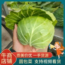 奥奇拉 京丰1号甘蓝 产地直供，看货论价，保质保量