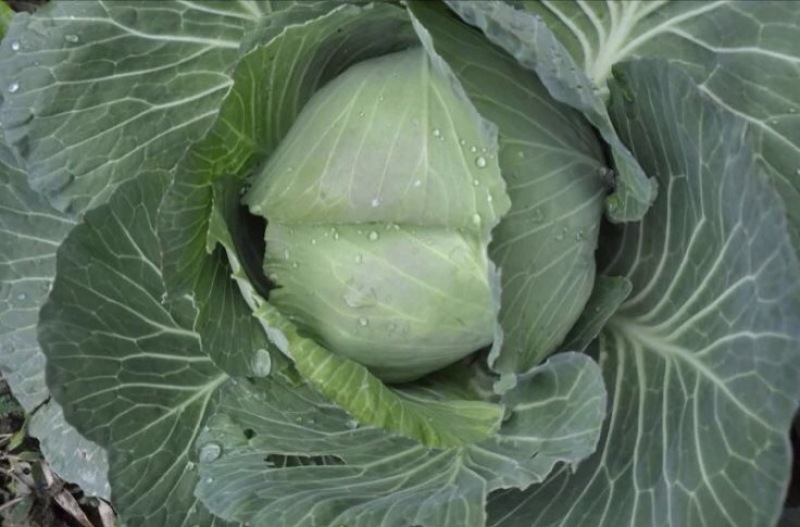 奥奇拉 京丰1号甘蓝 产地直供，看货论价，保质保量