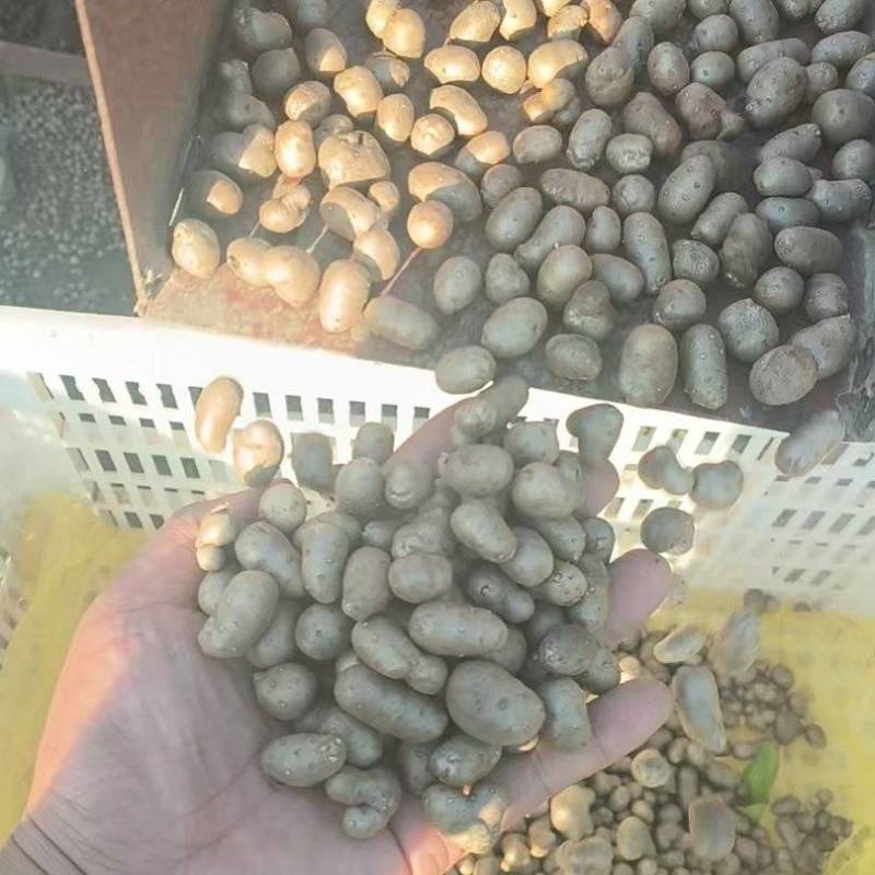 产地筛选<font color=red>山药</font>豆大量现货供应各种规格需