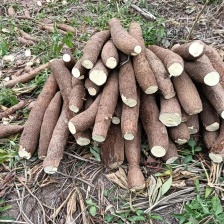 黄肉木薯华南9号面包木薯，产地直供，真空包装。