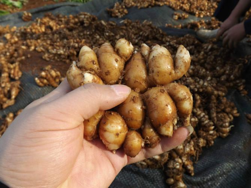 李世儒沙姜农产品香料批发