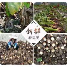 芋头山东芋头货源充足产地直发货源充足全国发货保质保量