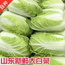 【实力】河北沧州黄心白菜精品白菜自产自销量大从优可视频看货