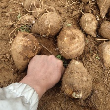 自己家种的红芽芋 ，规模1000亩，价格便宜