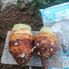 自己家种的红芽芋 ，规模1000亩，价格便宜