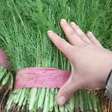 茴香 一年四季供应 可发全国 有大棚 产地发货质量可靠