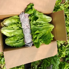 廊坊军军农产品服务站