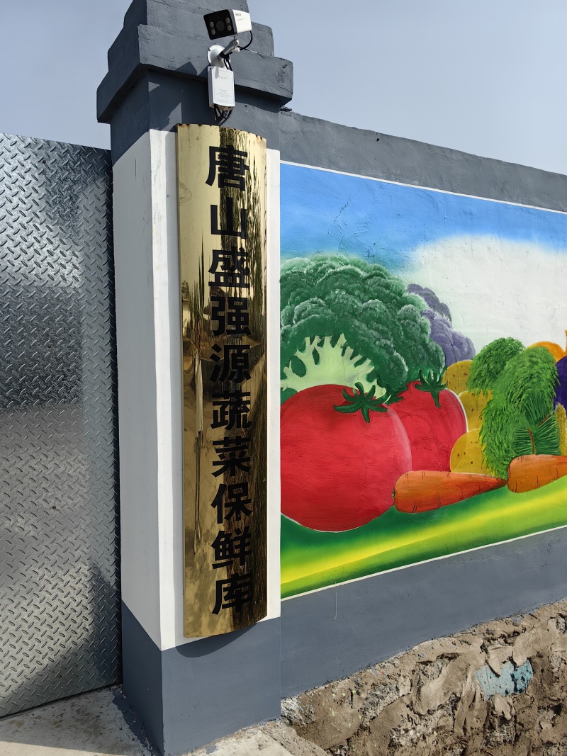 唐山铁杆青香菜 基地直销 量大质优 价格优惠 欢迎咨询采购