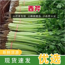 <font color=red>芹菜</font>，夏邑<font color=red>芹菜</font>，西芹，美国西芹，皇后