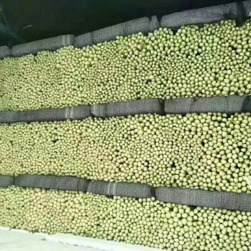 夏邑蔬菜供应商行