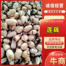 莲藕头 莲菜头 新鲜莲藕 陕西 山西  黄河滩莲藕