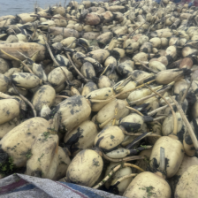 莲藕头 莲菜头 新鲜莲藕 陕西 山西  黄河滩莲藕