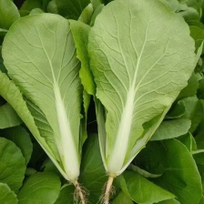 山东快菜大棚快菜 新鲜快菜 大量供货产地直供 全国配送代发