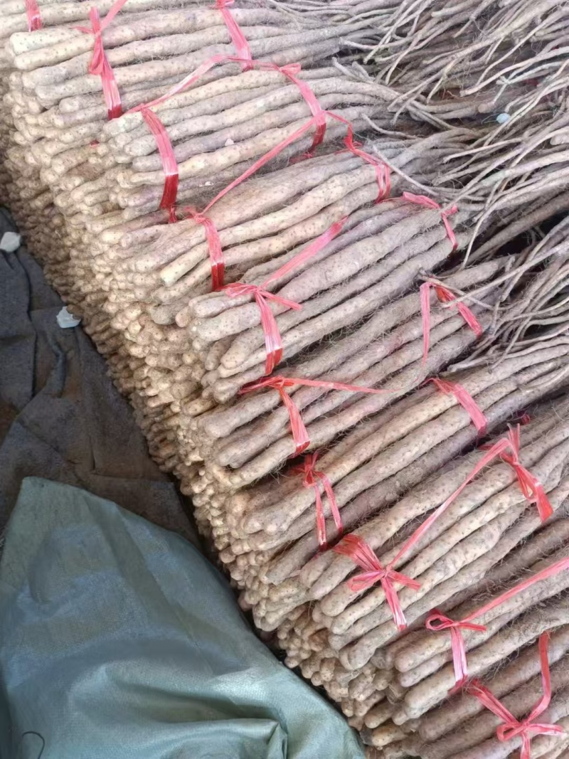 焦作温县垆土 铁棍怀<font color=red>山药</font> 红皮 干沟