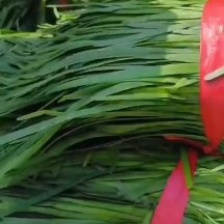 基地韭菜大量供应欢迎各位客商前来下单