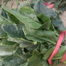 基地趴地菠菜大量有货需要的联系