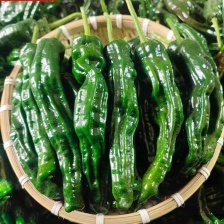 【实力】《螺丝椒》陇椒 中辣 青椒 山东螺丝椒 现货供应中