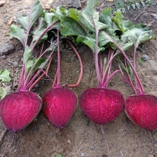 闲四季5%虱螨脲甜菜夜蛾杀虫剂20g