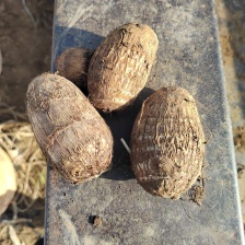 山东惠商果蔬产地