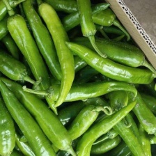 万亩辣椒 青尖椒大量上市中 河南产地直供 全国代发