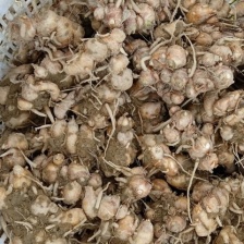 供应广西钦州市本地沙姜，够大够靓，需要请联系