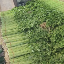 <font color=red>芹菜</font>，西芹，美国西芹大中小棵大棚种植