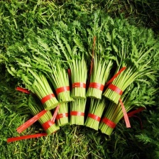 茼蒿蒿子秆皇帝菜港澳标支持各种包装准欢迎选购