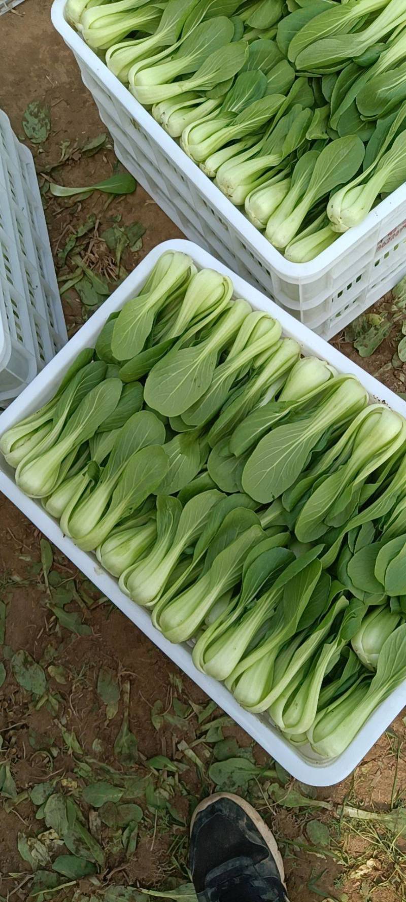 【推荐】山东小油菜 精品上海青  大量上市 产地直发