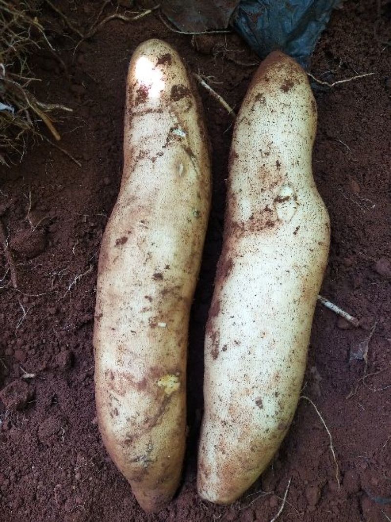 雪莲果  产地直供货源充足上万亩云南高山红土地雪莲果种植