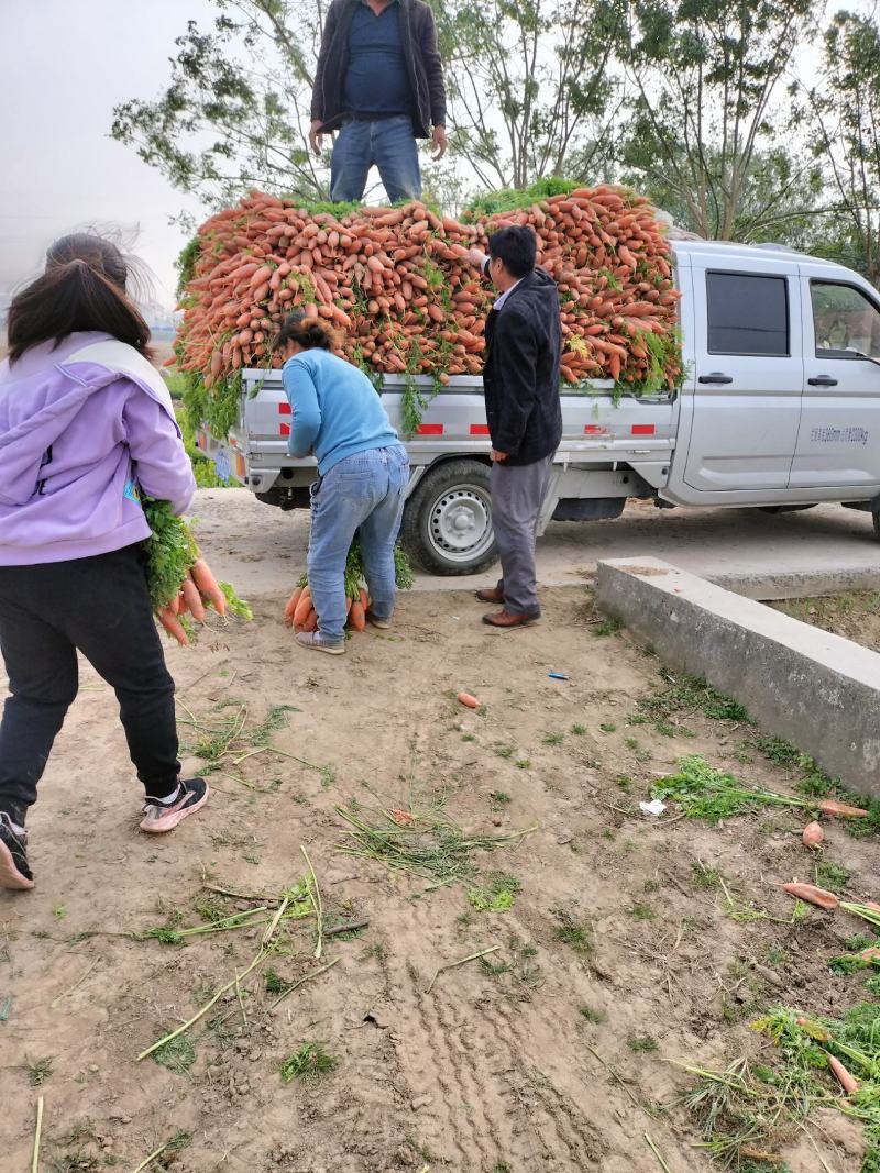 大量批发小燕顶，红萝卜，质量好，价格低，品种纯正