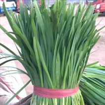 2025年凌海韭菜大量上市量大价优一手货源产地供货诚