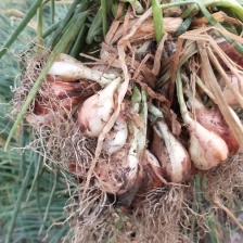 小葱 产地一手货源 支持视频看货 保质保量 欢迎订购