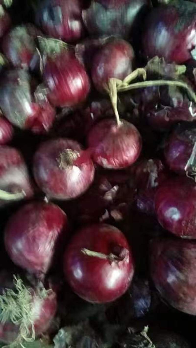 精选紫皮洋葱金乡洋葱新鲜洋葱 产地批发大量供货支持代发