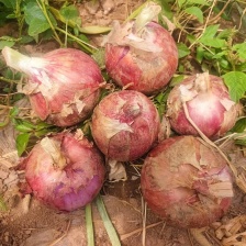 精选紫皮洋葱金乡洋葱新鲜洋葱 产地批发大量供货支持代发
