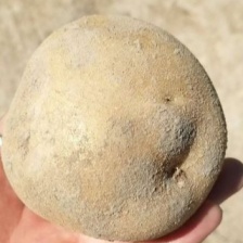 胶州荷兰十五<font color=red>土豆</font>已大量上市，货源充足