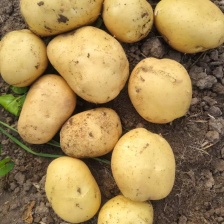 胶州荷兰十五土豆已大量上市，货源充足，质量保证，全国发货