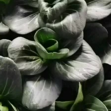 精品青梗矮脚菜