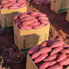 烟薯，红薯对接社区团购按需包装，电商一件代发