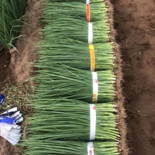 小香葱大量上市  湖北当阳小葱基地直供 可视频看货
