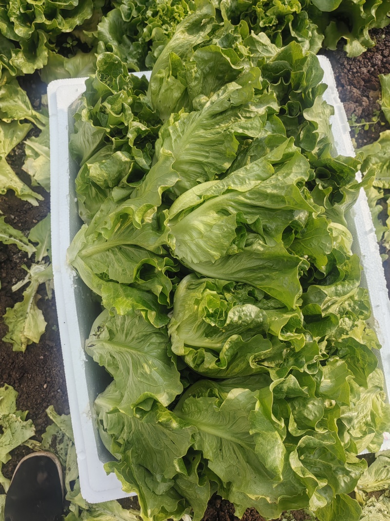 生菜意大利生菜 产地直销 量大质优 价格优惠
