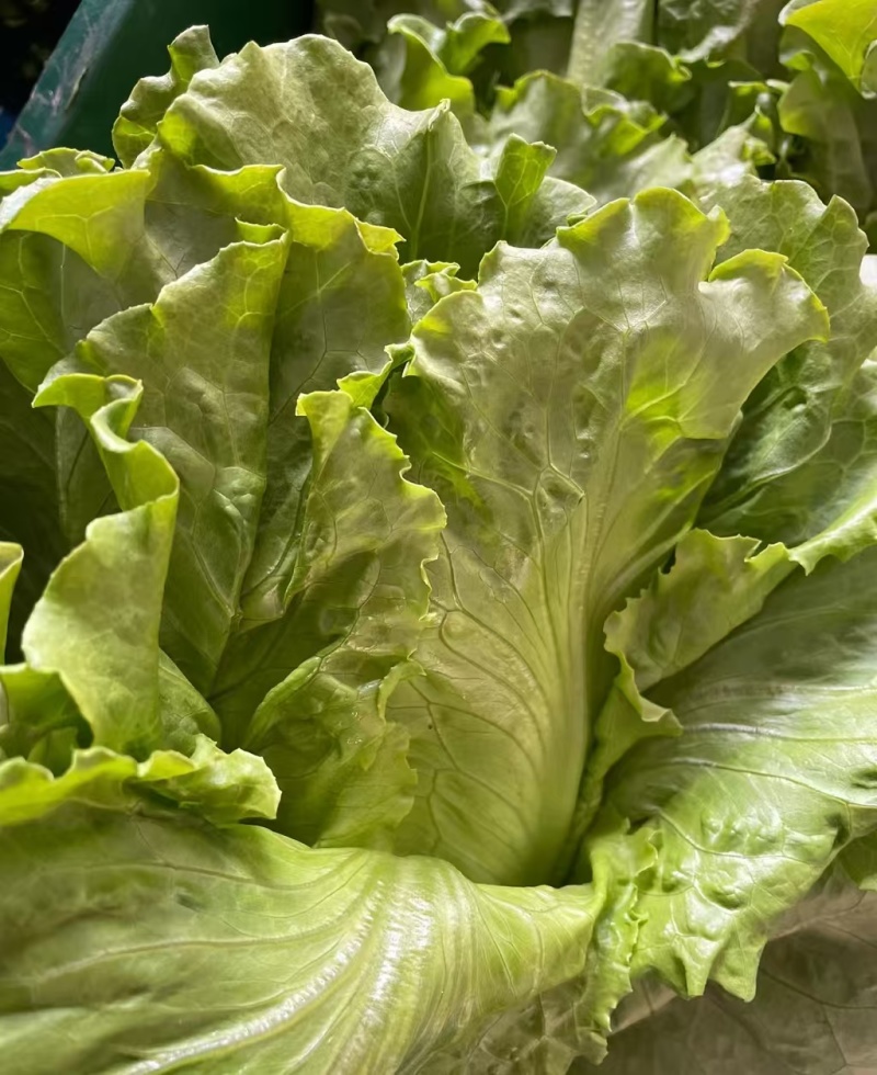 生菜意大利生菜 产地直销 量大质优 价格优惠