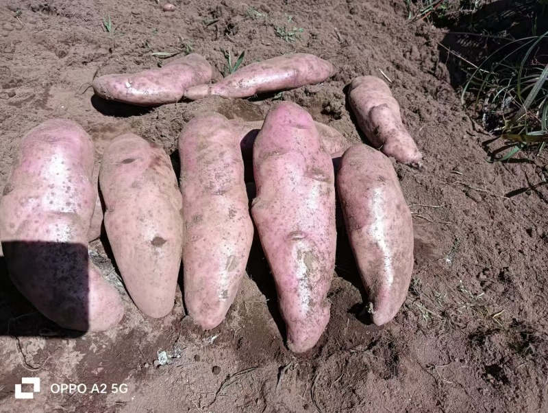 云海之味土特产中药材代理