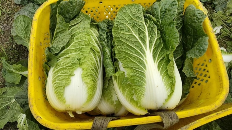 四川绵阳黄心大白菜 新鲜现货 可视频看货欢迎来电